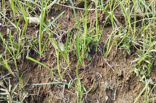 Wild chives, JPG Wild chives, JPG
