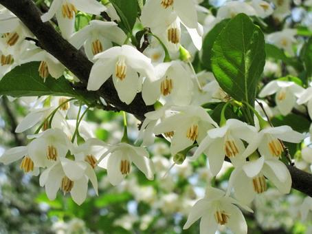 エゴノキ エゴノキの写真