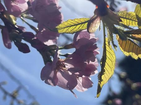 日に助ける桜の花びら 日に助ける桜の花びら 桜の花びら,桜,さくらの写真素材
