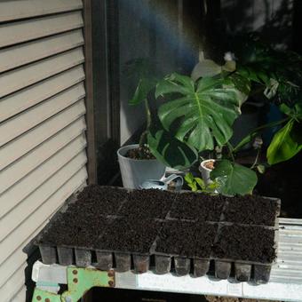 Seedling tray and Monstera, JPG Seedling tray and Monstera, JPG