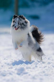 シェルティ シェルティ 犬,シェルティ,冬の写真素材