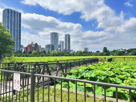上野公園 池 上野公園 池 街並み,風景,上野恩賜公園の写真素材