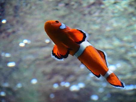 下から撮ったクマノミ 下から撮ったクマノミ クマノミ,魚,水族館の写真素材