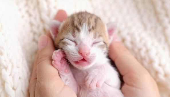 赤ちゃんネコ 赤ちゃんネコの写真