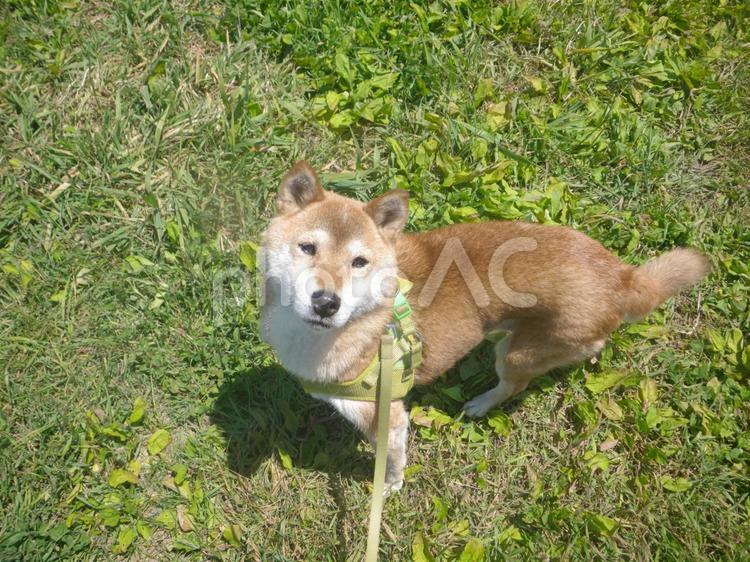 犬のいる風景 柴犬,犬,見上げるの写真素材