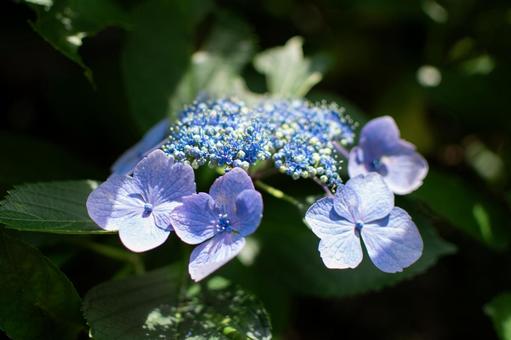 Hydrangea, JPG Hydrangea, JPG