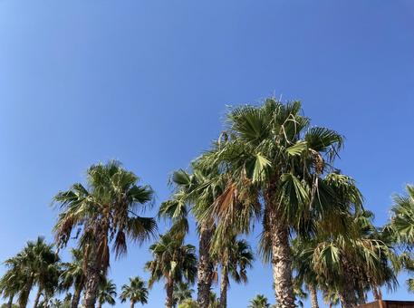 ヤシの木 ヤシの木 ヤシの木,青空,南国の写真素材