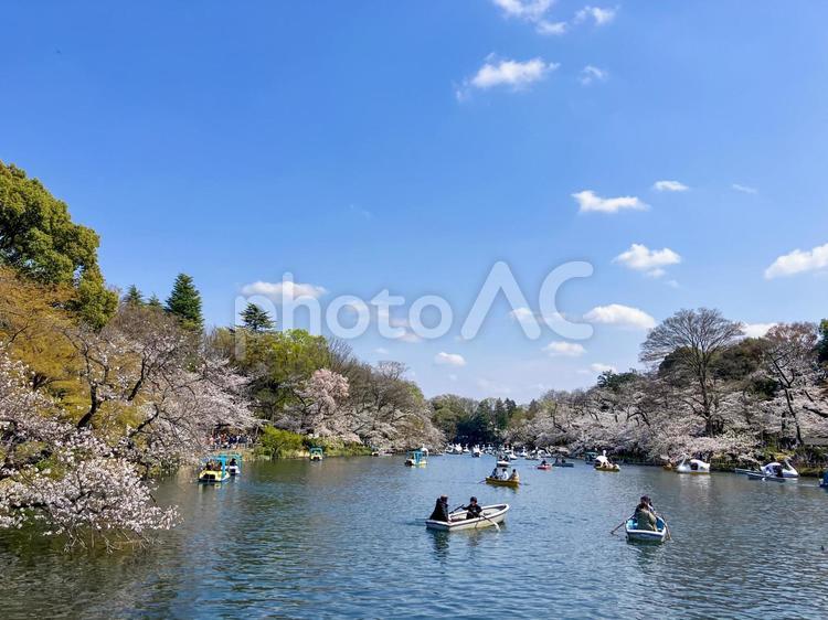 東京都　井の頭公園　桜の季節 桜,井の頭公園,春の写真素材