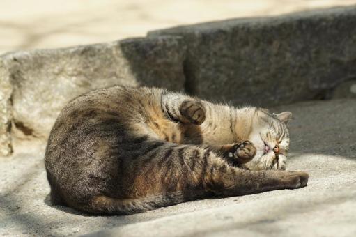 ねこ 箱座り,飼い猫,家猫の写真素材
