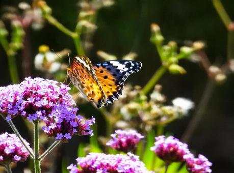 バーベナの花に留まるオレンジ色のチョウ ツマグロヒョウモン,昆虫,生物の写真素材