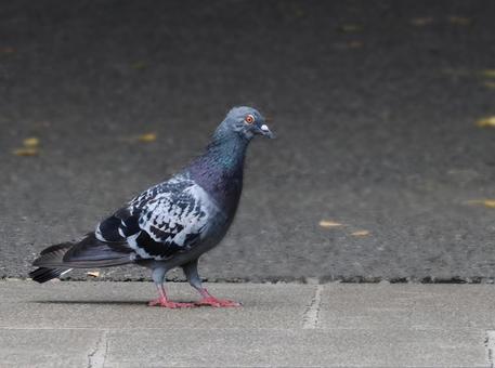 鳩 鳩の写真