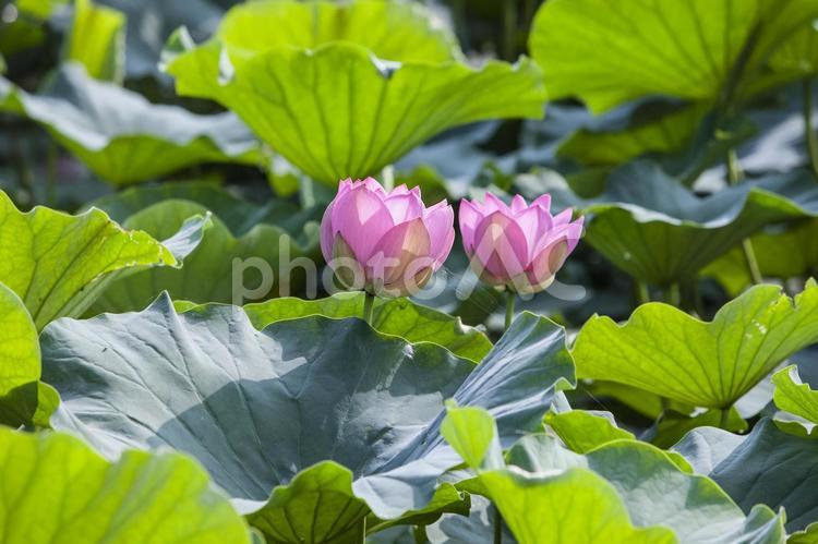 夏のイメージ5 お中元,お盆,お盆の花の写真素材