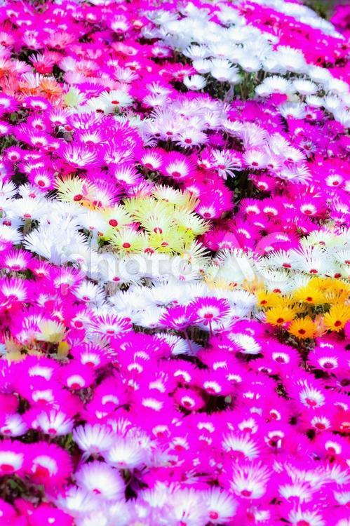 デージーの花畑 自然,色,美しいの写真素材