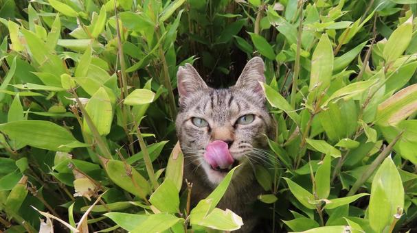 ペロペロが大好きなあざと可愛いもふもふ猫 ペロペロが大好きなあざと可愛いもふもふ猫 猫,キジトラ,舌の写真素材