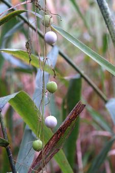 スズメウリの実 スズメウリの花,スズメウリ,雀瓜の写真素材