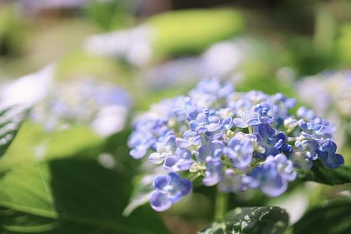 紫色のおたふくアジサイの写真