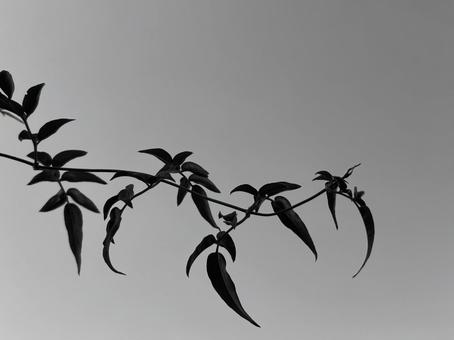 グリーンシルエット、美しい植物 グリーンシルエット、美しい植物 ジャスミン,蔦,蔓の写真素材