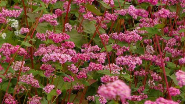 赤そば02の写真