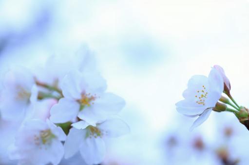 桜　さくらの写真