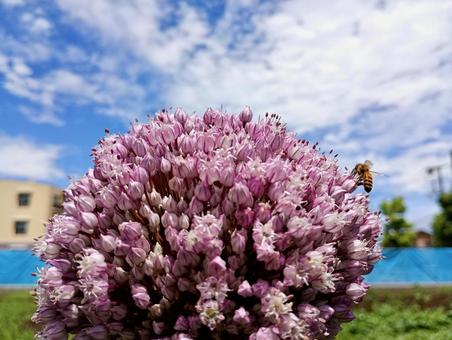 ニンニクの花1 ニンニクの花1 ニンニクの花,ニンニク,花の写真素材