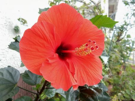 【花の写真】ハイビスカス ハイビスカス,赤,植物の写真素材