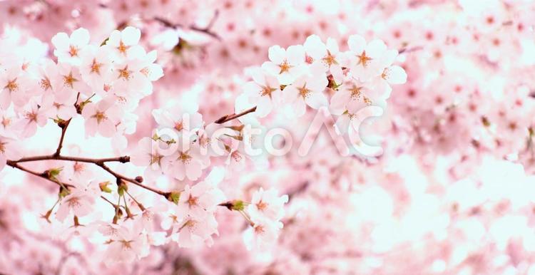 桜の背景素材、サクラのテクスチャ さくら,サクラ,桜の写真素材
