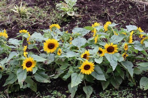 ひまわり 石神井公園,公園,練馬の写真素材