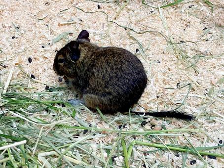 デグー デグー デグー,齧歯類,草食の写真素材