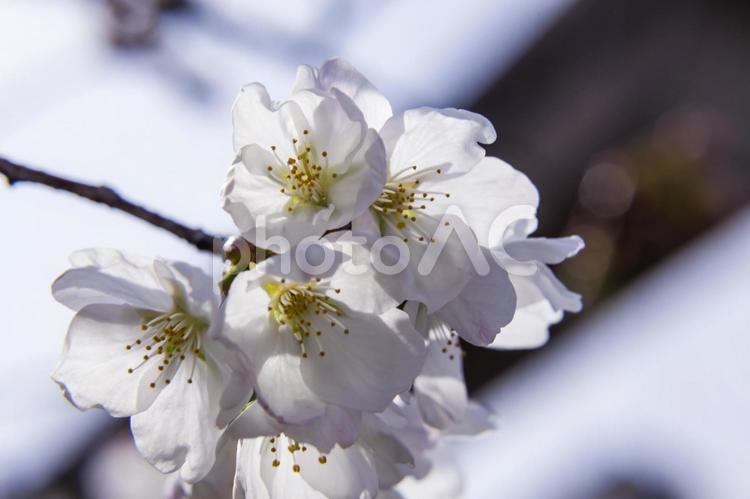 へんび神社の桜5（田原市） 桜,サクラ,田原市の写真素材