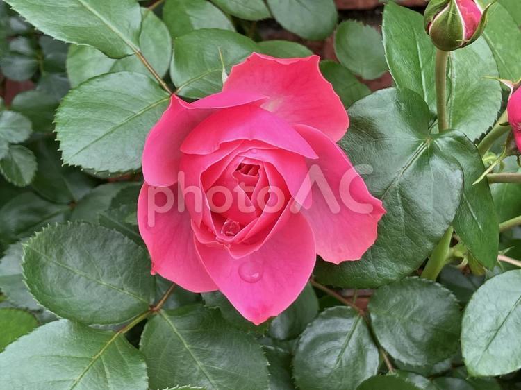 ピンクの美しい薔薇 薔薇,ピンク,美しいの写真素材