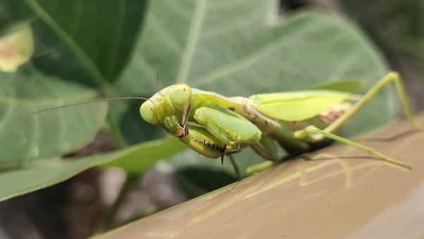 ハラビロカマキリ　No.2 昆虫,虫,カマキリの写真素材