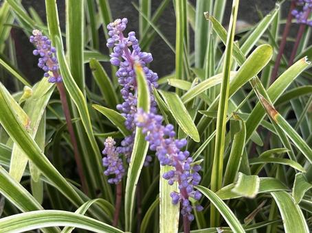 ヤブランの花。 ヤブランの花。 ヤブラン,リリオペ,草花の写真素材