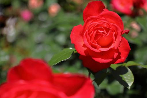赤いバラの花 赤いバラの花の写真