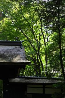 東香山大乘寺 緑,日本,木の写真素材