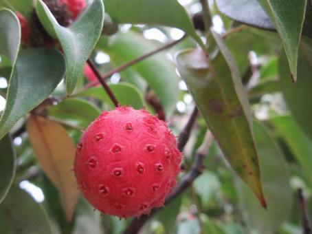 ヤマボウシの実  005 ヤマボウシの実  005の写真