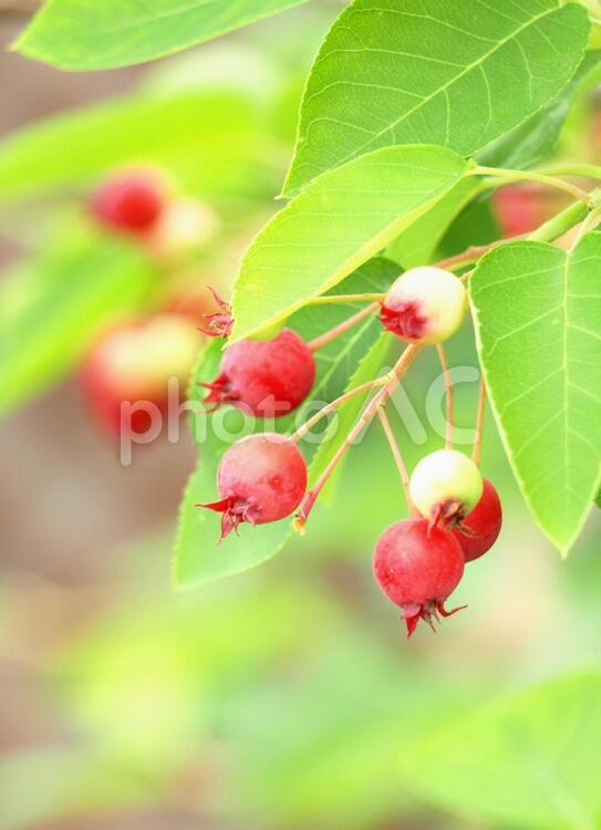 熟したジューンベリーの実、クローズアップ ジューンベリー,実,赤いの写真素材