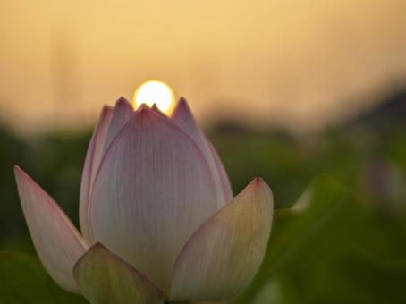 夏の朝のハスの花 夏の朝のハスの花の写真