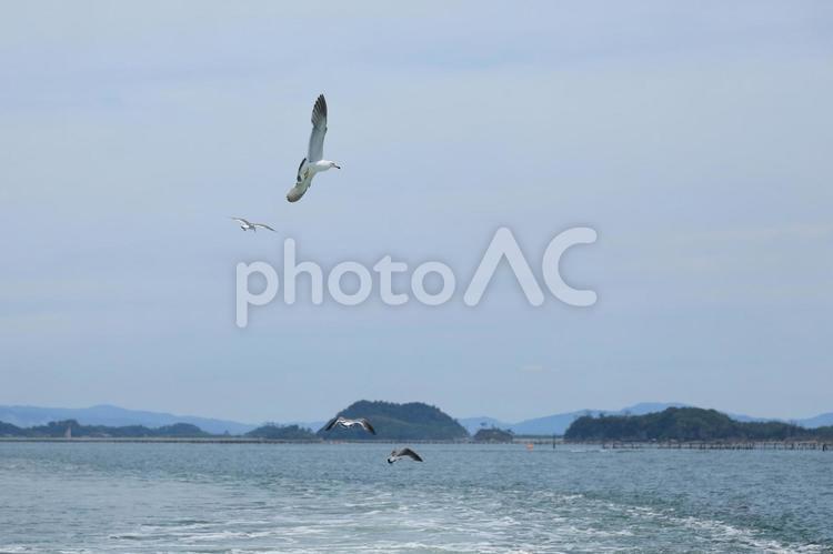 松島湾を飛ぶカモメ 松島,宮城,カモメの写真素材