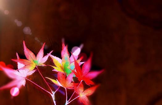 背景イメージ素材/もみじの紅葉 もみじ,紅葉,背景素材の写真素材