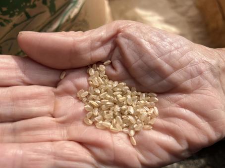 「玄米（げんまい）」イメージ素材の写真