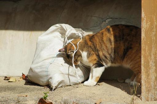 ねこ ねこの写真