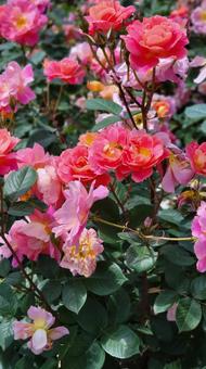 花 花 ミニバラ,バラ,花の写真素材