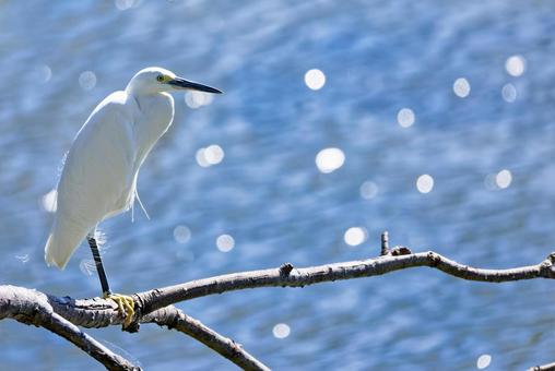 水辺の枝に留まるコサギ コサギ,小鷺,シラサギの写真素材
