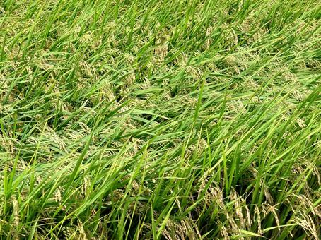 収穫前の稲穂(岐阜) 4 収穫前の稲穂(岐阜) 4 稲,米,稲穂の写真素材