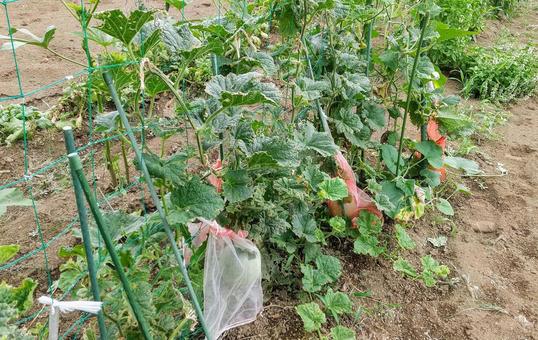 Photo, melon, cultivation, create, 