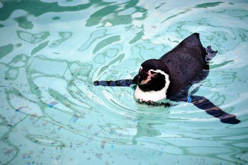 ペンギン ペンギンの写真