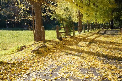 黄色い絨毯 イチョウ,秋,自然の写真素材