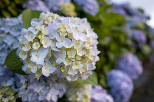 紫陽花の花 紫陽花の花の写真