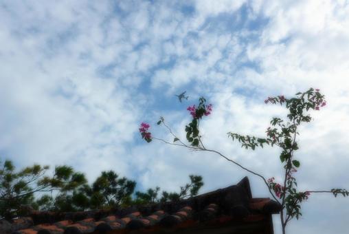 沖縄の古民家の屋根と青空 沖縄,古民家,青空の写真素材