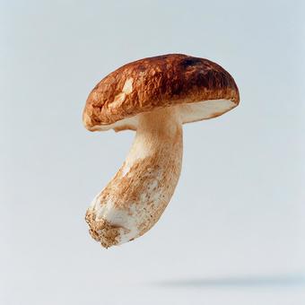 白バックに浮かぶ新鮮な椎茸のアップ 白バックに浮かぶ新鮮な椎茸のアップの写真